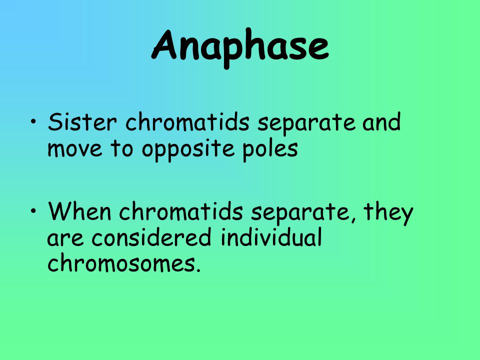 Anaphase Sister chromatids separate and move to opposite poles