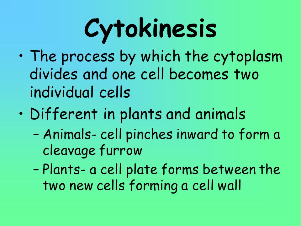 Cytokinesis The process by which the cytoplasm divides and one cell becomes two individual cells. Different in plants and animals.