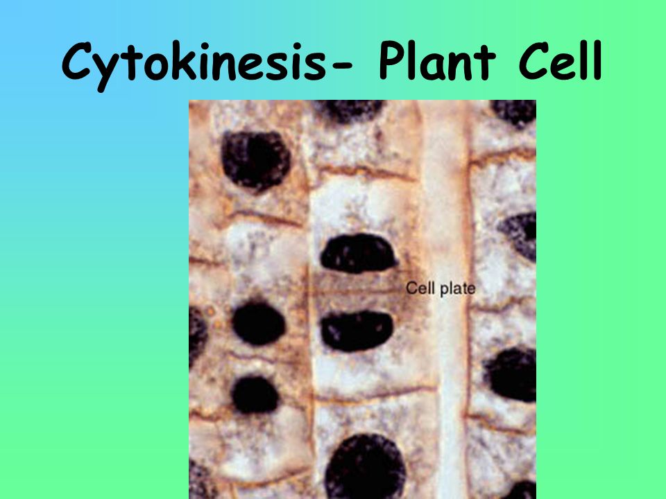 Cytokinesis- Plant Cell