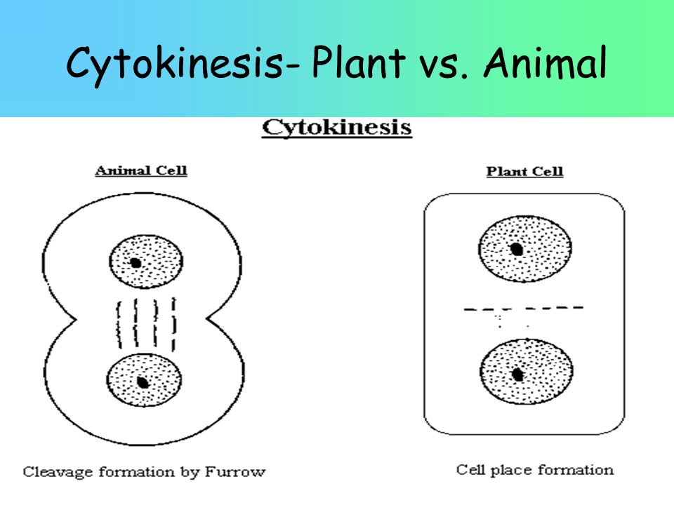 Cytokinesis- Plant vs. Animal