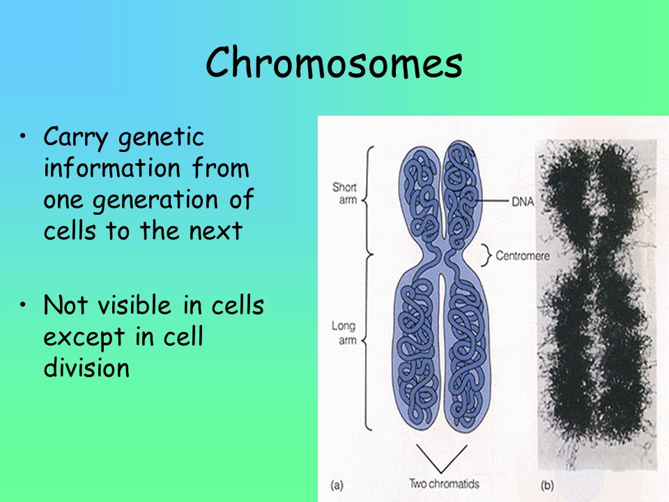 Chromosomes Carry genetic information from one generation of cells to the next.