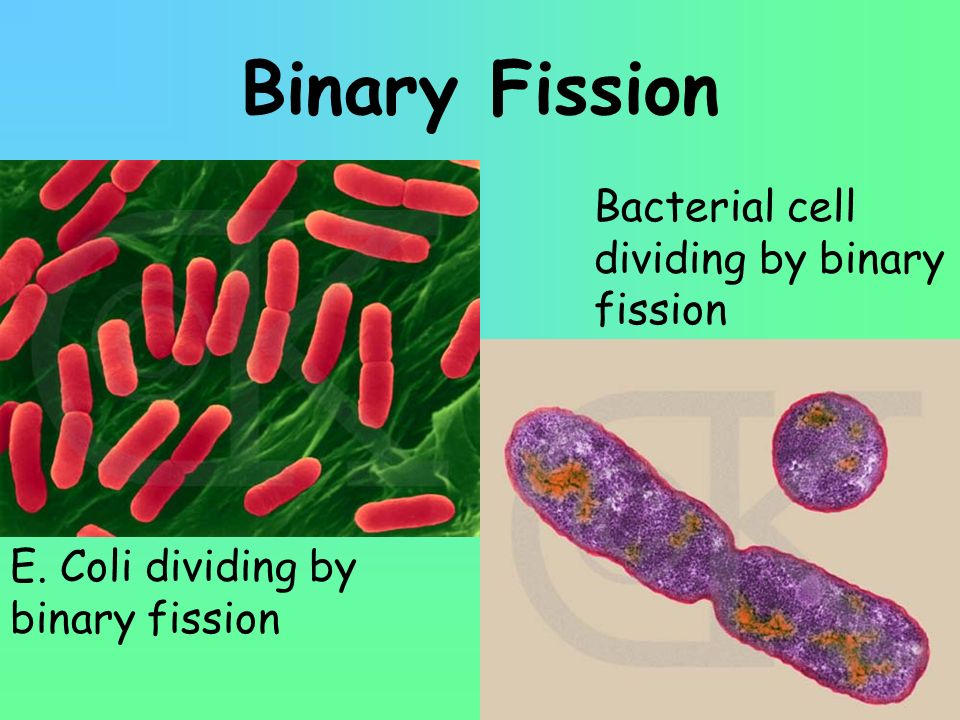 Binary Fission Bacterial cell dividing by binary fission