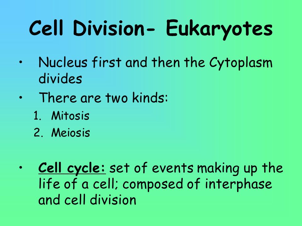 Cell Division- Eukaryotes
