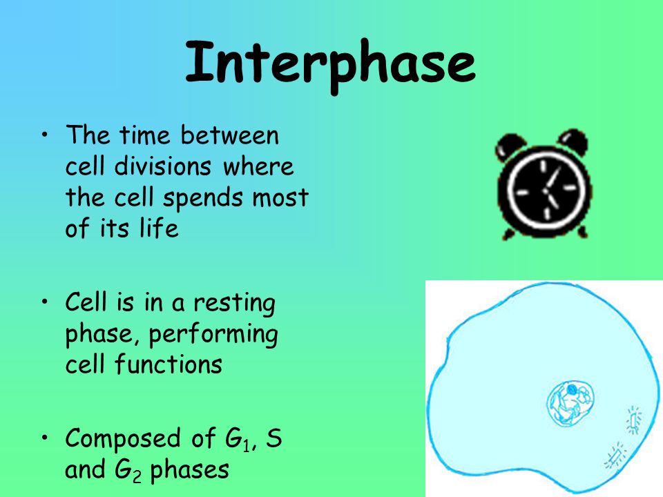 Interphase The time between cell divisions where the cell spends most of its life. Cell is in a resting phase, performing cell functions.