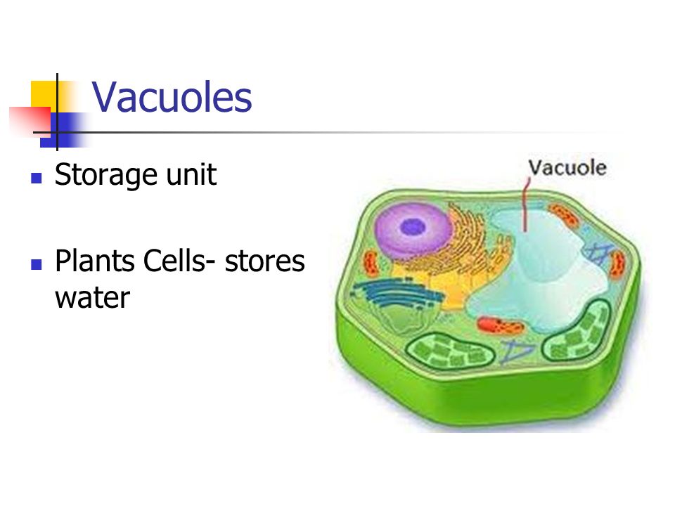 Vacuoles Storage unit Plants Cells- stores water