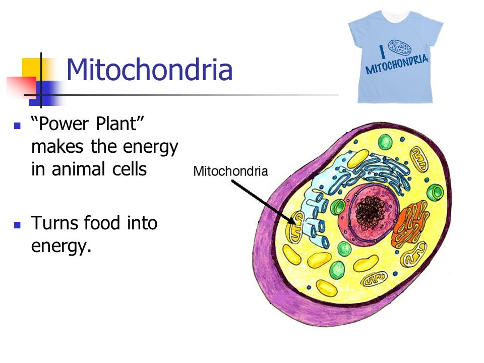 Mitochondria Power Plant makes the energy in animal cells