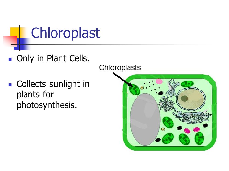 Chloroplast Only in Plant Cells.