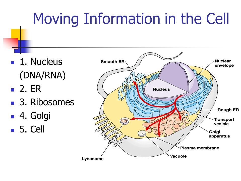 Moving Information in the Cell