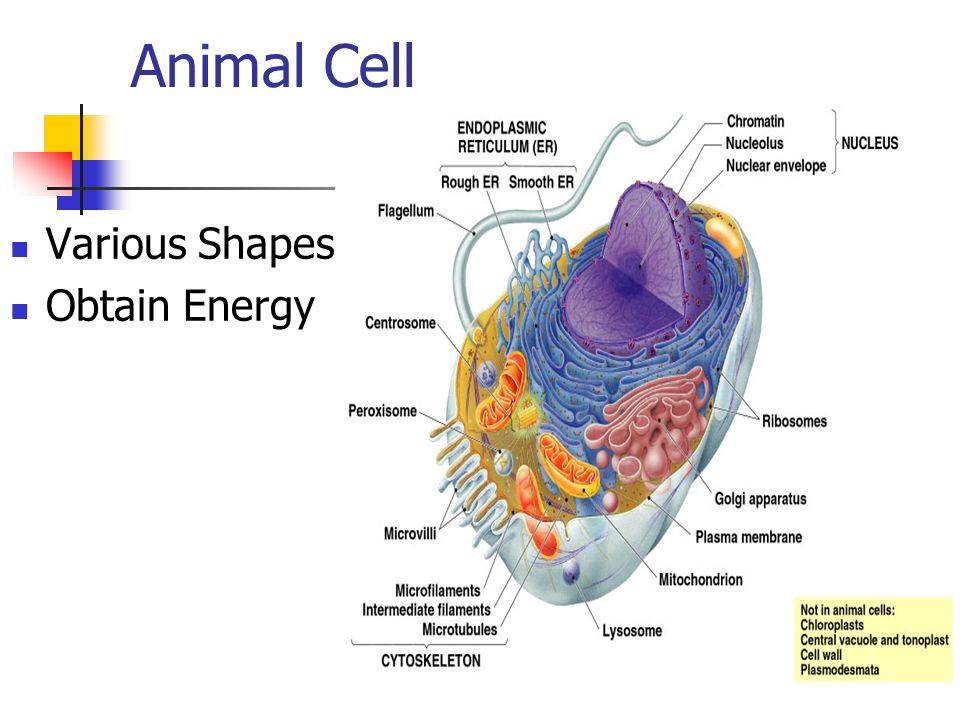 Animal Cell Various Shapes Obtain Energy