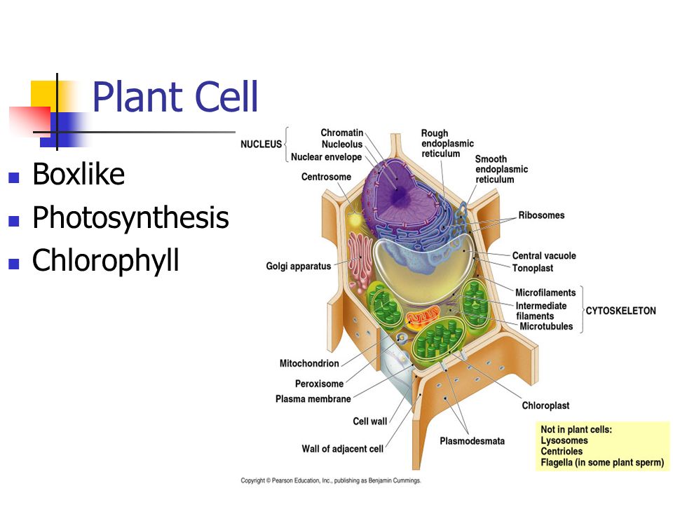 Plant Cell Boxlike Photosynthesis Chlorophyll