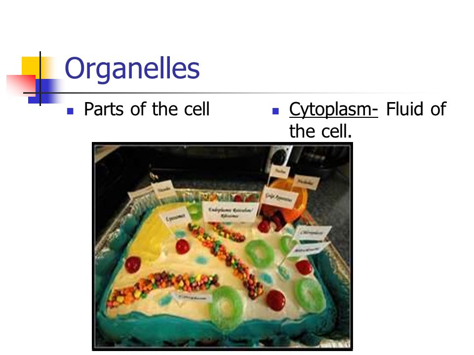 Organelles Parts of the cell Cytoplasm- Fluid of the cell.