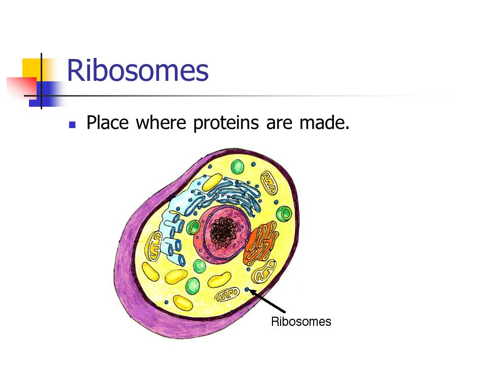 Ribosomes Place where proteins are made.