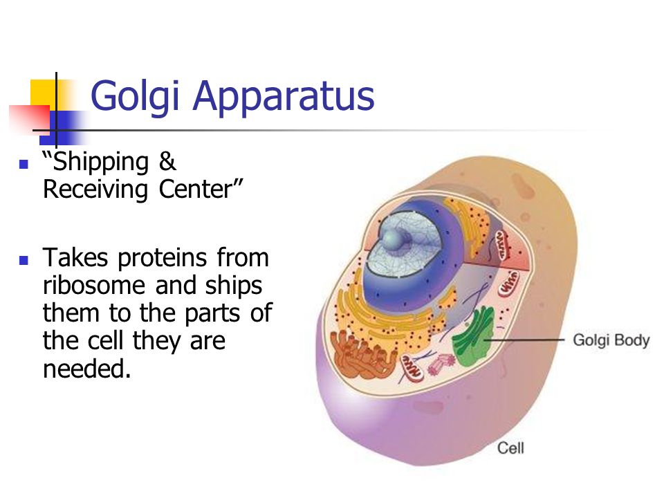 Golgi Apparatus Shipping & Receiving Center