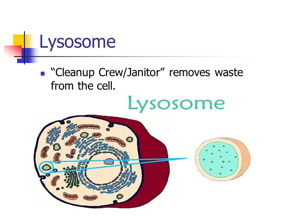 Lysosome Cleanup Crew/Janitor removes waste from the cell.