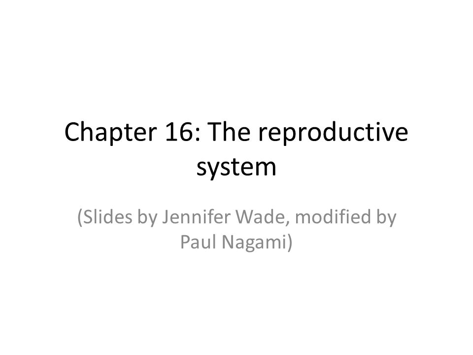 Chapter 16: The reproductive system