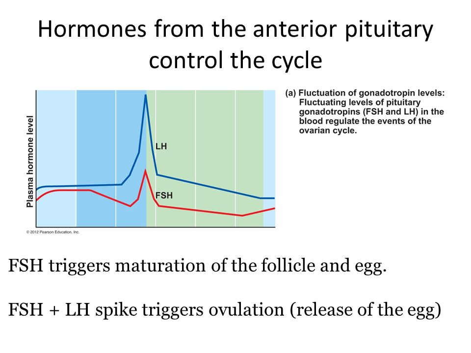 Hormones from the anterior pituitary control the cycle