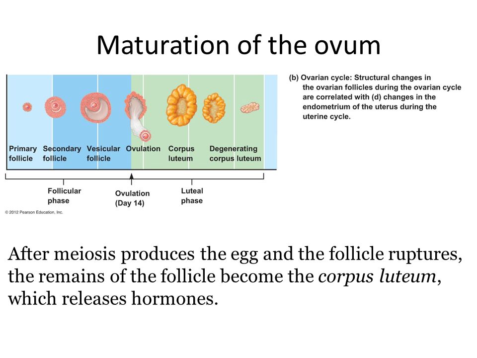 Maturation of the ovum