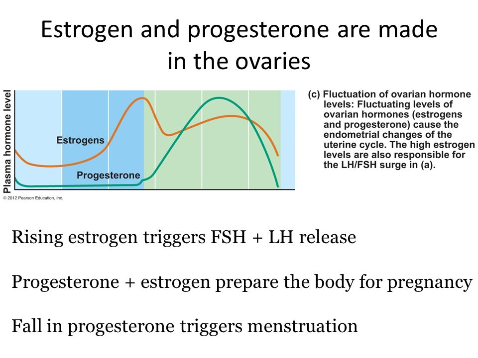 Estrogen and progesterone are made in the ovaries
