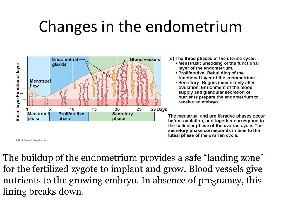 Changes in the endometrium