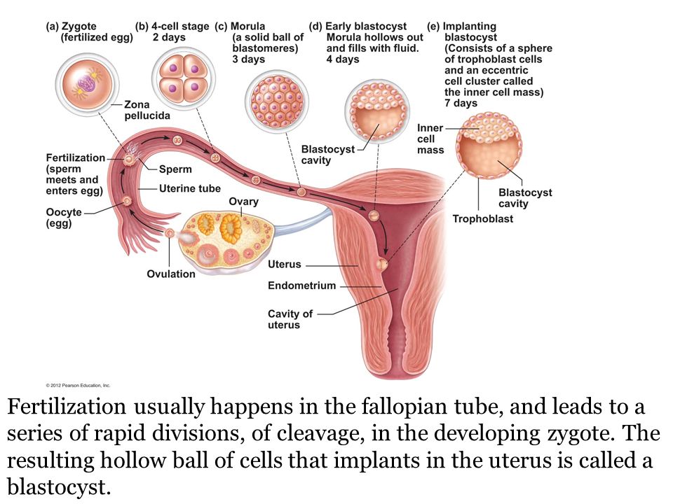 Fertilization usually happens in the fallopian tube, and leads to a series of rapid divisions, of cleavage, in the developing zygote.