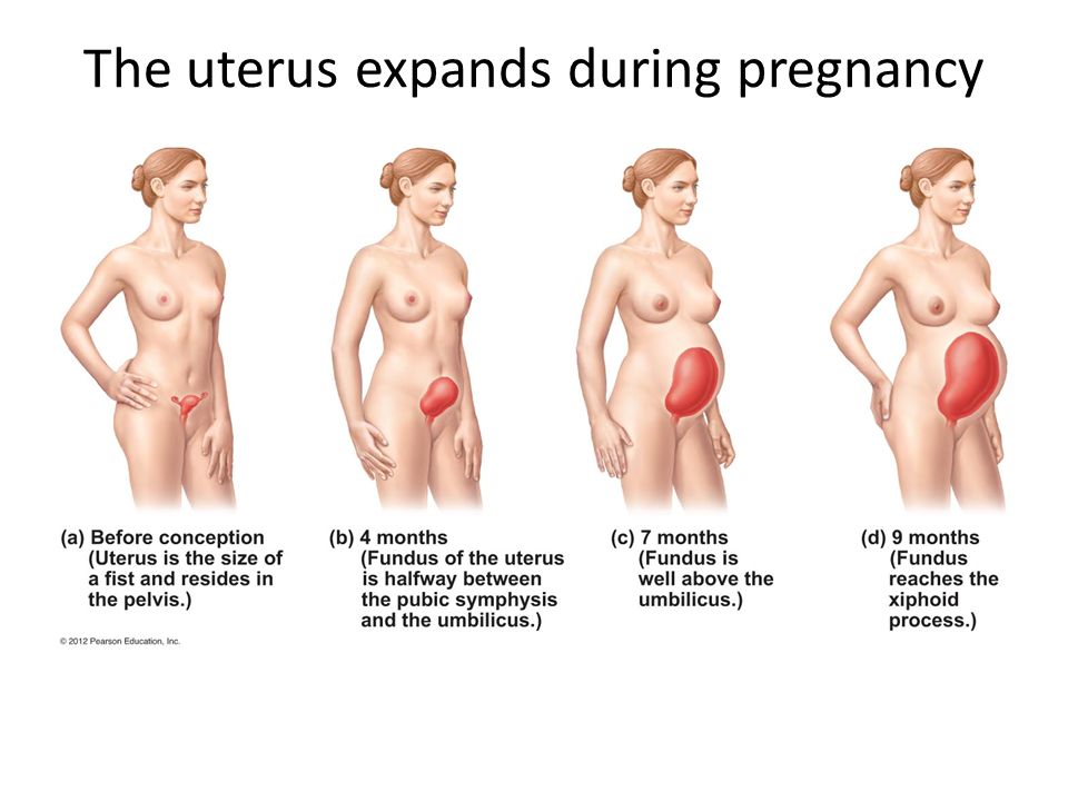The uterus expands during pregnancy
