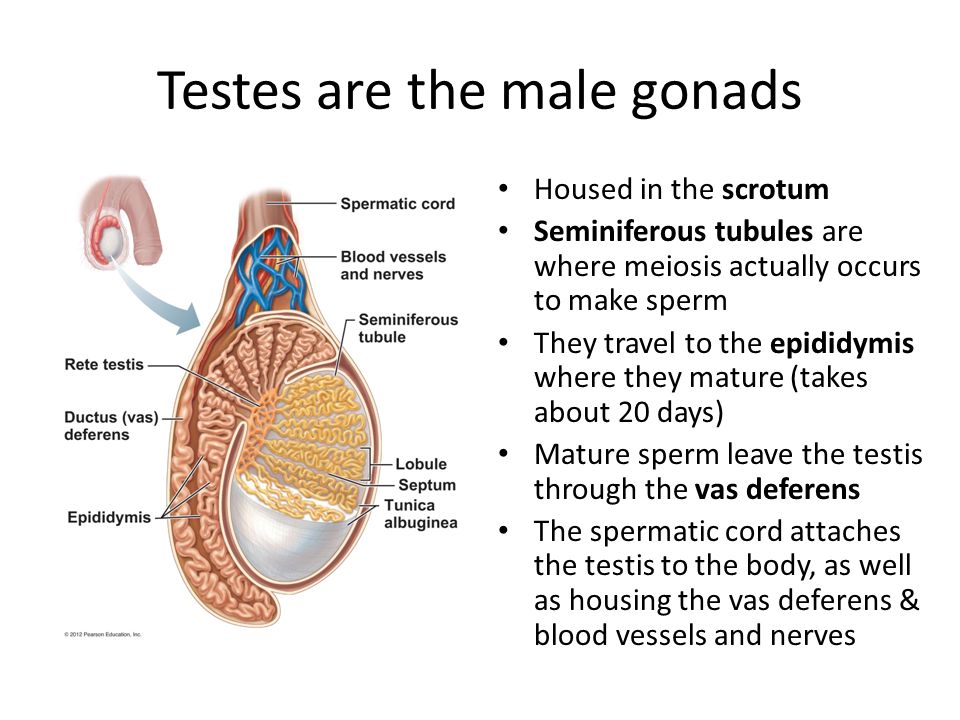 Testes are the male gonads