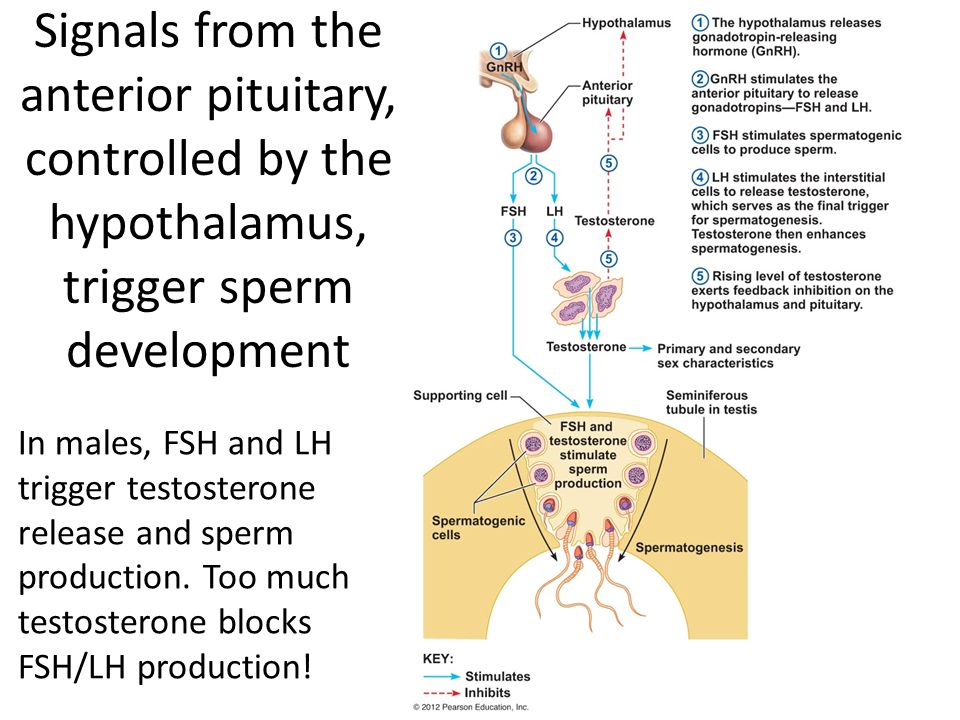Signals from the anterior pituitary, controlled by the hypothalamus, trigger sperm development