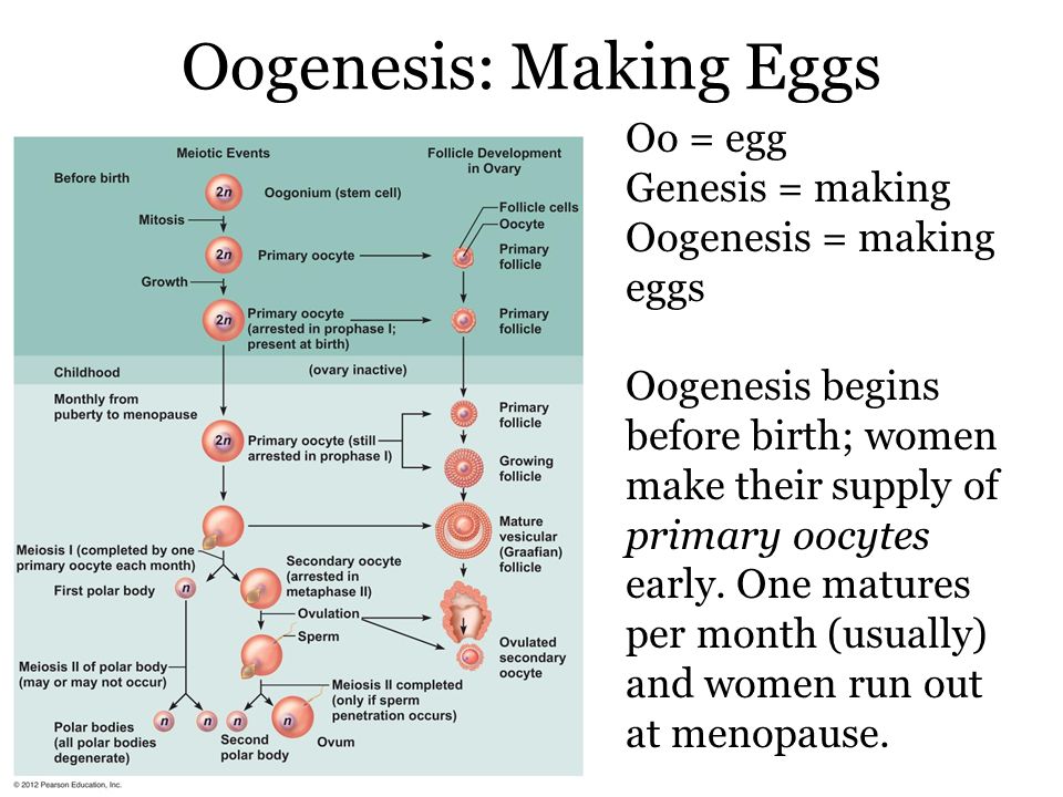 Oogenesis: Making Eggs