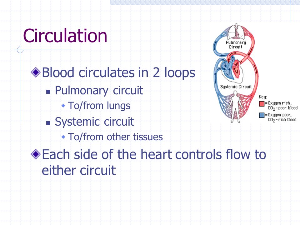 circulates, circulation blood circulates in 2 loops pulmonary circuitto