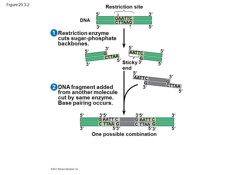 1 2 Restriction enzyme cuts sugar-phosphate backbones.