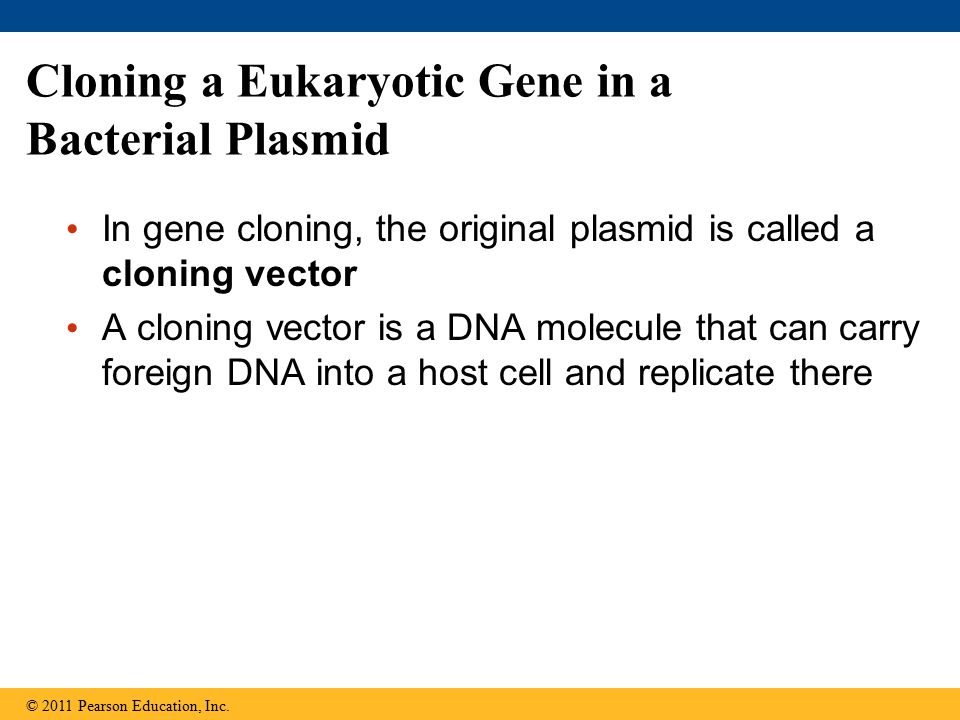 Cloning a Eukaryotic Gene in a Bacterial Plasmid