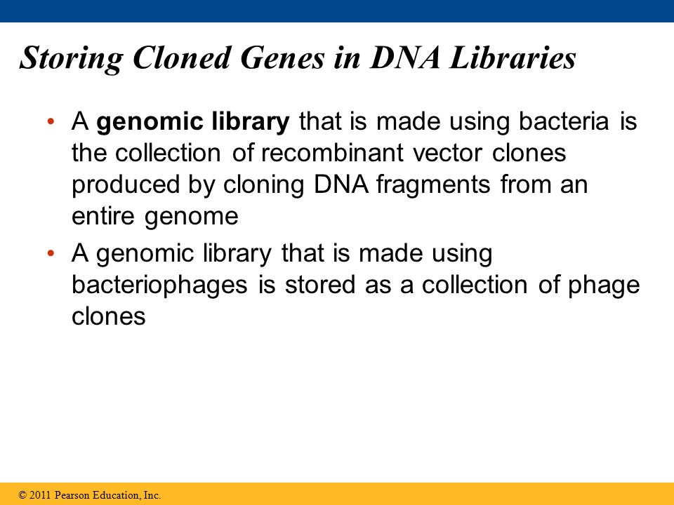 Storing Cloned Genes in DNA Libraries