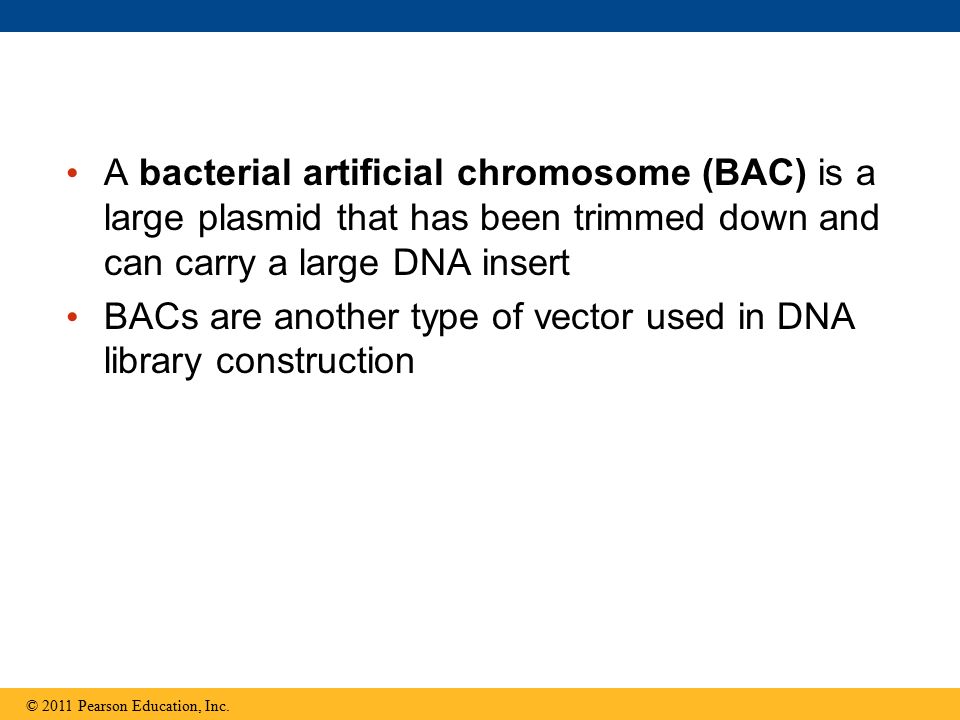 BACs are another type of vector used in DNA library construction
