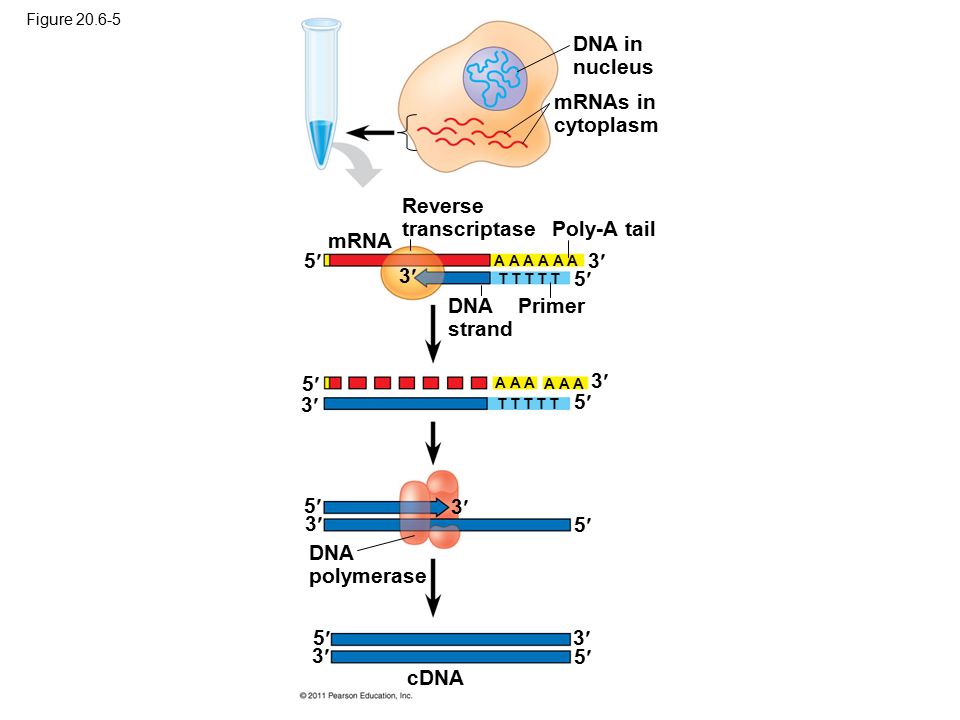 Reverse transcriptase Poly-A tail mRNA 5 3 3 5 DNA strand Primer