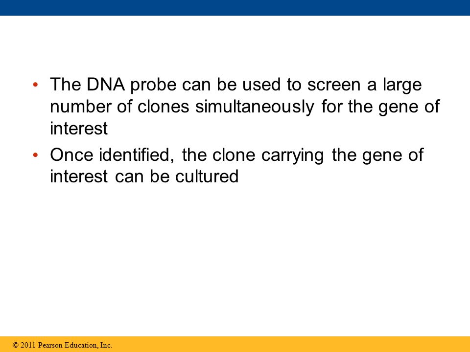 The DNA probe can be used to screen a large number of clones simultaneously for the gene of interest