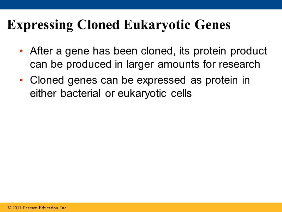 Expressing Cloned Eukaryotic Genes