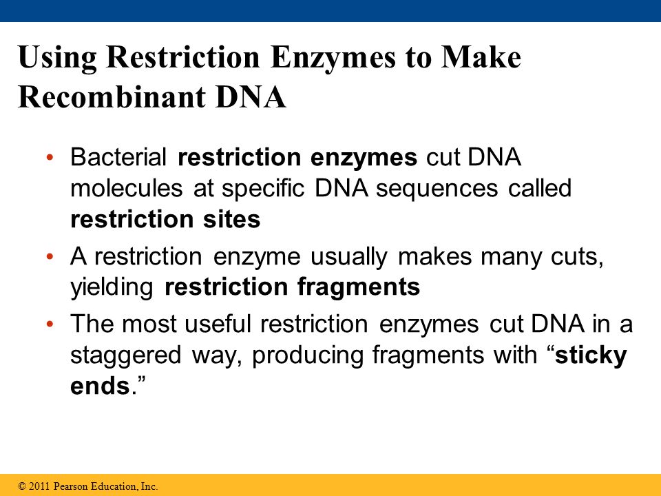 Using Restriction Enzymes to Make Recombinant DNA