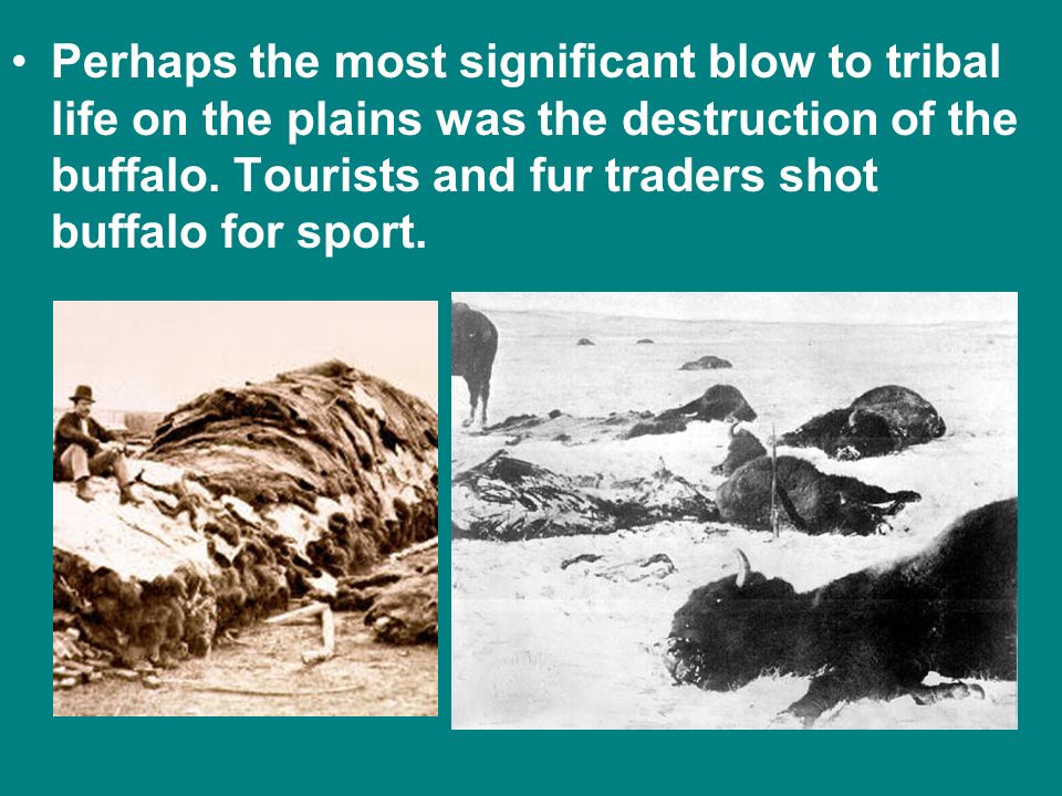 Perhaps the most significant blow to tribal life on the plains was the destruction of the buffalo.