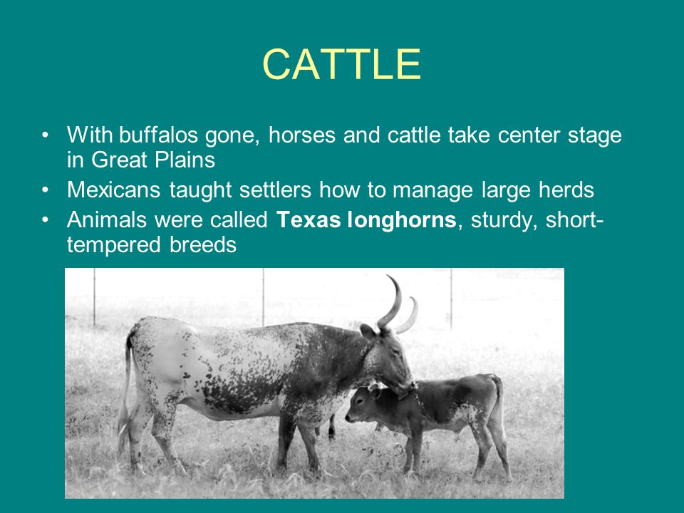 CATTLE With buffalos gone, horses and cattle take center stage in Great Plains. Mexicans taught settlers how to manage large herds.