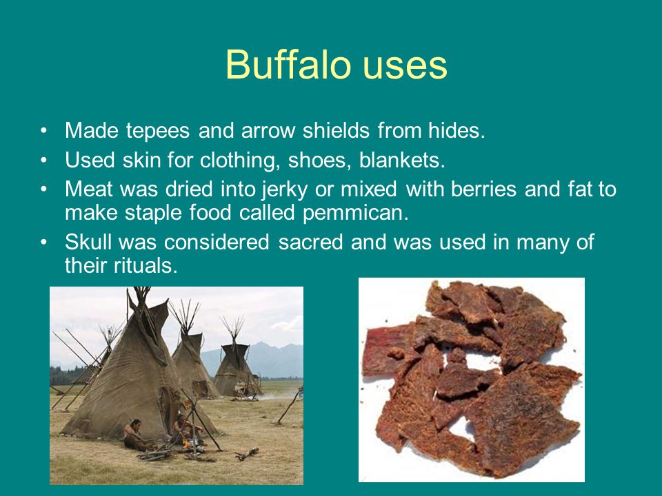 Buffalo uses Made tepees and arrow shields from hides.