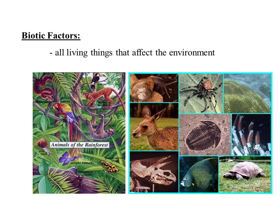 Biotic Factors: - all living things that affect the environment