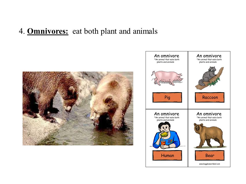 4. Omnivores: eat both plant and animals