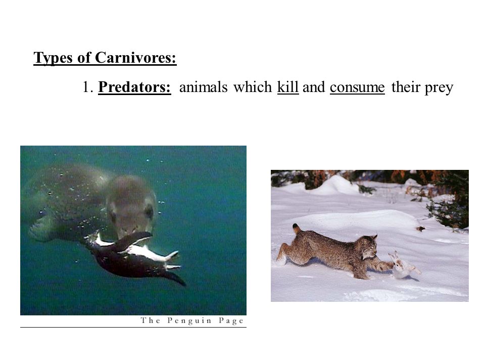 Types of Carnivores: 1. Predators: animals which kill and consume their prey