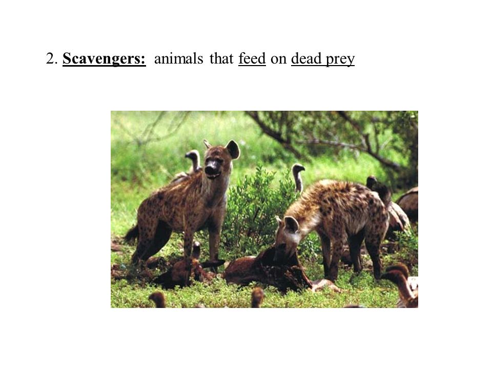 2. Scavengers: animals that feed on dead prey