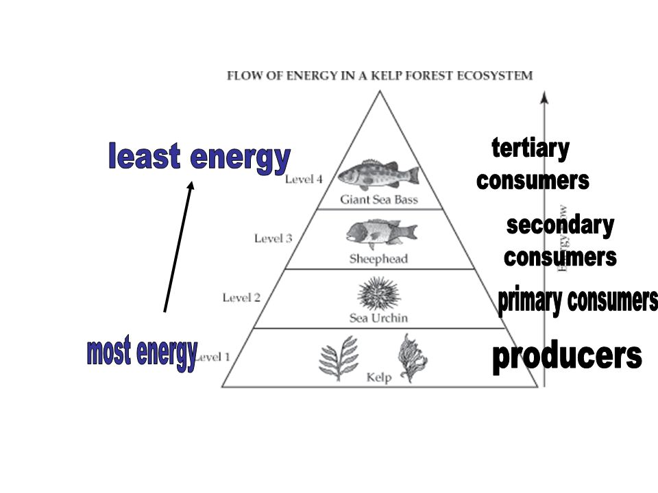 least energy most energy producers primary consumers tertiary