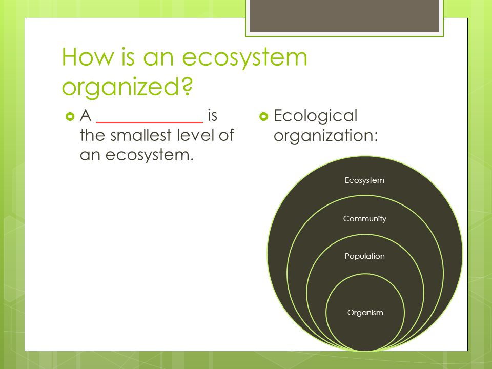 How is an ecosystem organized