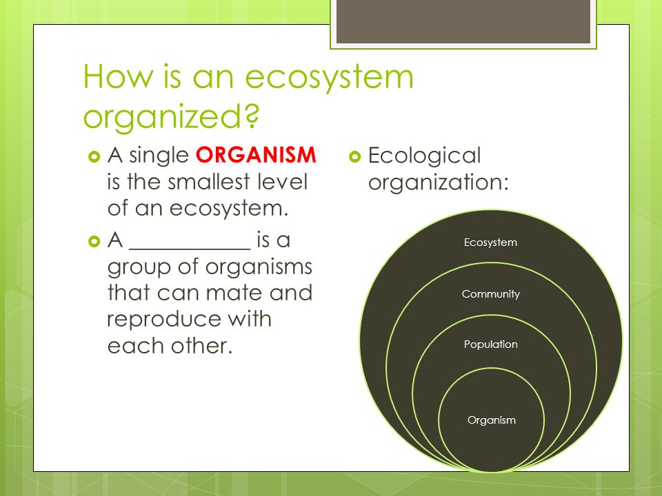 How is an ecosystem organized