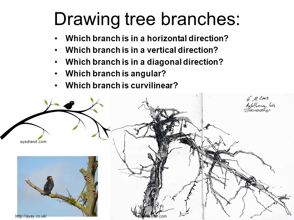 Drawing tree branches:
