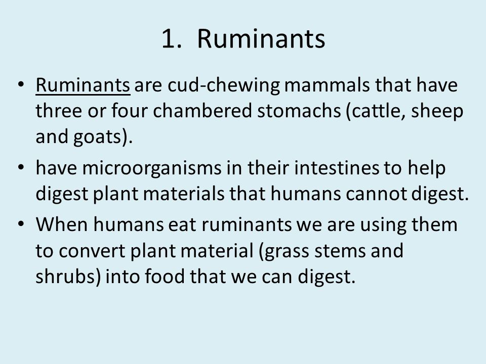 1. Ruminants Ruminants are cud-chewing mammals that have three or four chambered stomachs (cattle, sheep and goats).