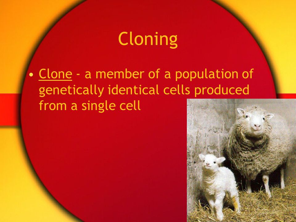Cloning Clone - a member of a population of genetically identical cells produced from a single cell